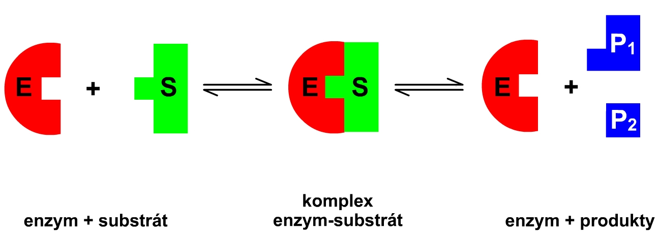 Schéma enzymové reakce