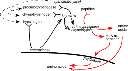 Schéma trávení proteinů
