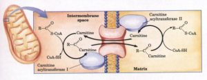 Přenos mastných kyselin do mitochondrií